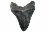 Fossil Megalodon Tooth - South Carolina #264190-1